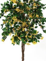 Bougainvillea, yellow, 180cm