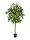 Bougainvillea, yellow, 180cm