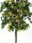 Bougainvillea, yellow, 180cm