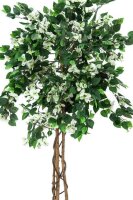 Bougainvillea, white, 180cm