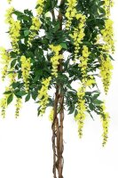 Wisteria, yellow, 150cm