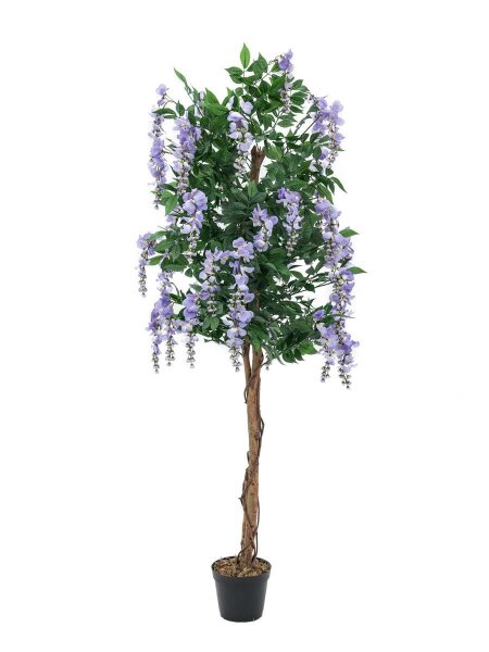 Wisteria, purple, 150cm