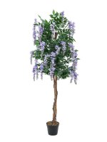 Goldregenbaum, violett, 150cm