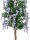 Goldregenbaum, violett, 150cm