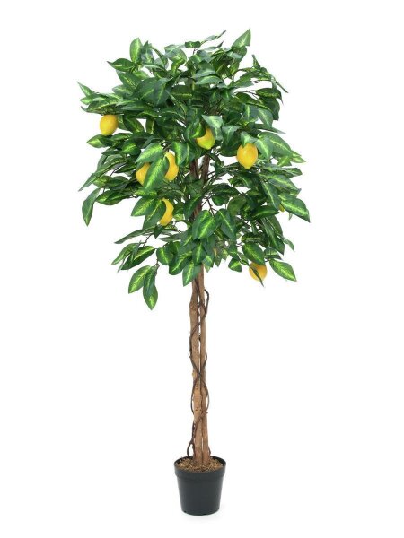 Lemon tree, 150cm