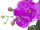 Orchid arrangement 4