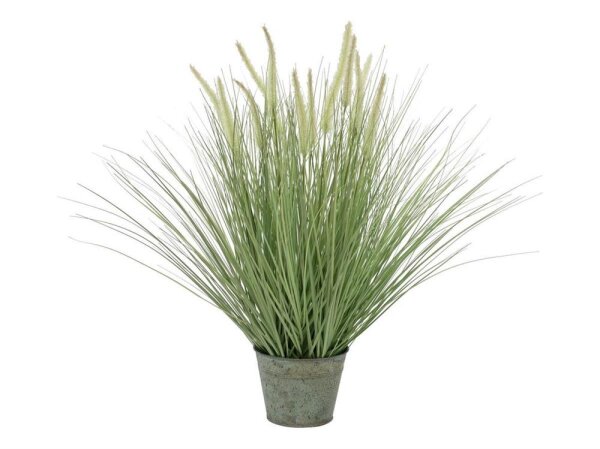 Ornamental blooming grass, 70cm