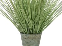 Ornamental blooming grass, 70cm