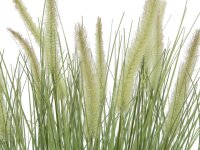 Ornamental blooming grass, 70cm