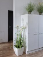 Ornamental blooming grass, 70cm