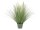 Ornamental blooming grass, 70cm