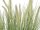 Ornamental blooming grass, 70cm