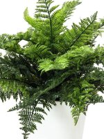 Fern bush in pot, 51 leaves, 48cm