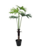 Split Philo Plant, 120cm