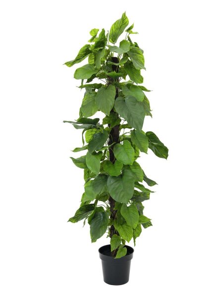 Pothos, 180cm