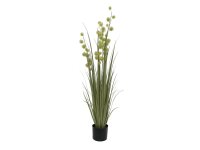 Allium Grass, 122cm