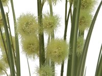 Allium Grass, 122cm