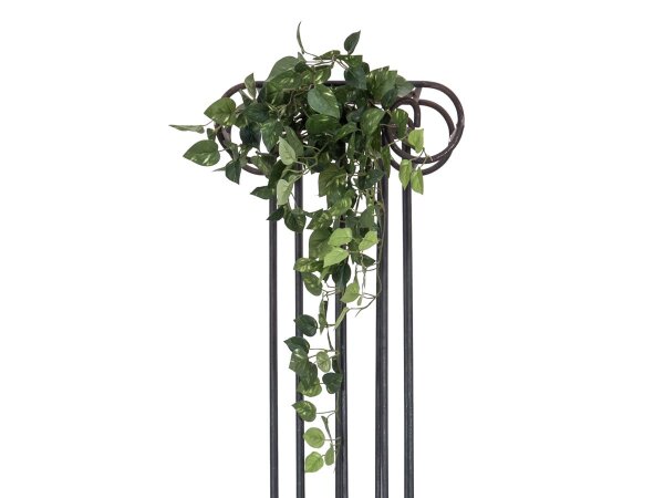 Pothos Bush Tendril Classic, 60cm