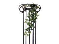 Pothos Bush Tendril Classic, 70cm