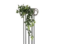 Pothos Bush Tendril Classic, 100cm