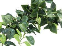 Pothos Bush Tendril Classic, 100cm