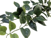 Philodendron Bush Classic, 70cm