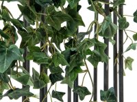 Ivy Bush Tendril Classic, 60cm