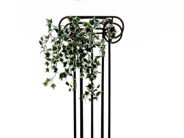 Holland Ivy Bush Tendril Classic, 60cm