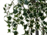 Holland Ivy Bush Tendril Classic, 60cm