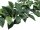 Philodendron Garland Classic, 180cm