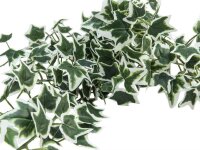 Holland Ivy Garland Classic, 180cm