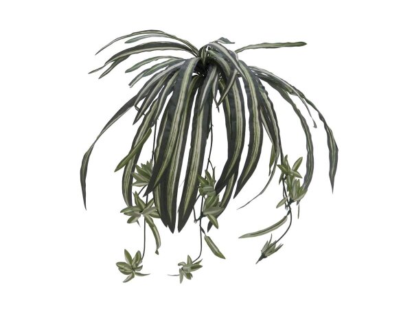 Europalms Grünlilie, 60cm