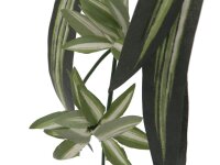 Spider plant, 60cm