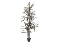 Dracaena, green-red, 180cm