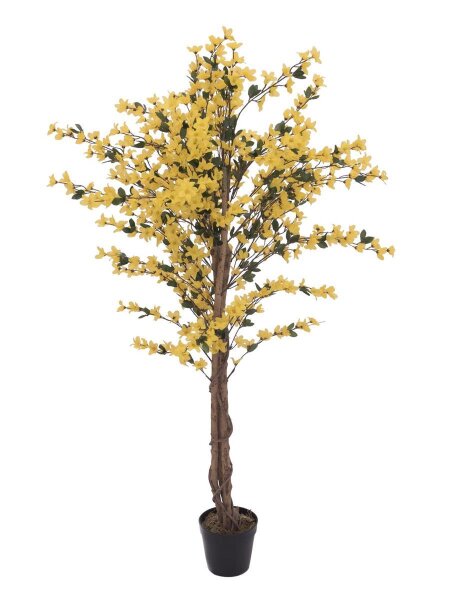 Forsythia tree with 4 trunks, yellow, 150 cm