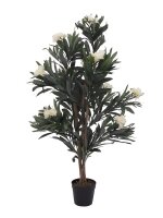 Oleander tree, white, 120 cm