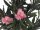 Oleander tree, pink, 150 cm