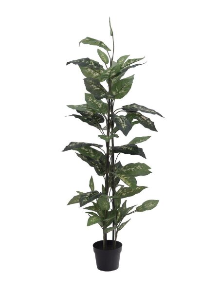 Dieffenbachia, 120cm