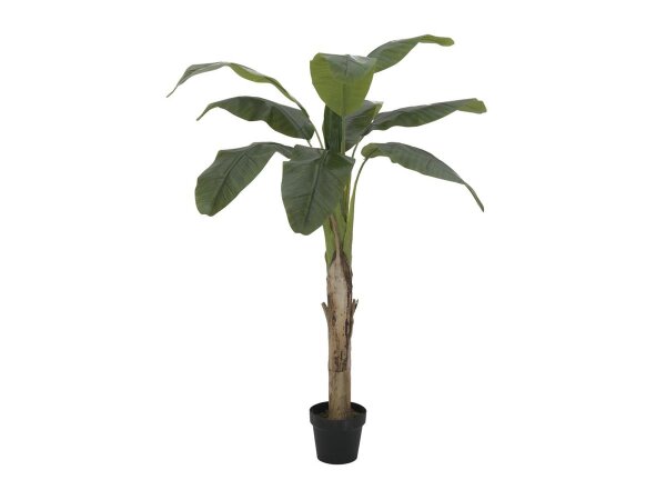 Banana tree, 145cm