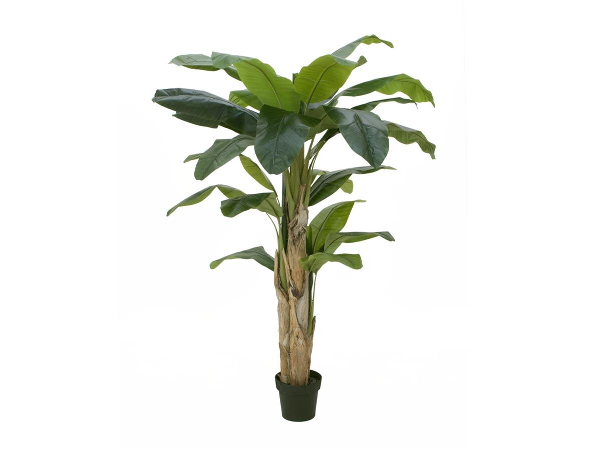 Bananenbaum, 170cm gnstig online kaufen @ Show and Stage Berlin