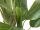 Banana tree, 170cm