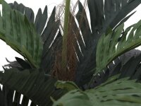 Coconut palm, 90cm