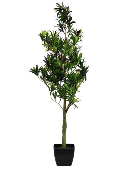 Podocarpus tree, 90cm