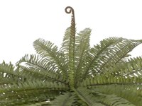 Boston fern, green, 70cm