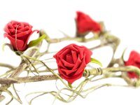 Rose Garland (EVA), red