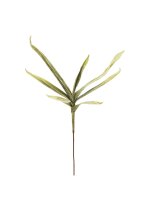 Yucca Branch (EVA), green