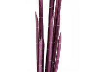 Magic Onion Stalks, rose, 134cm