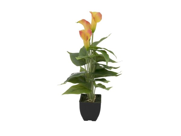 Calla mini, gelb orange, 43cm