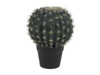 Barrel Cactus, 34cm