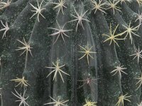 Barrel Cactus, 34cm